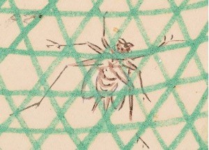 Pine cricket